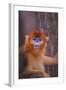 Golden Snub-Nosed Monkey-DLILLC-Framed Photographic Print