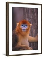 Golden Snub-Nosed Monkey-DLILLC-Framed Photographic Print