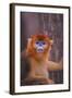 Golden Snub-Nosed Monkey-DLILLC-Framed Photographic Print