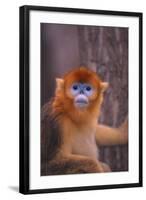 Golden Snub-Nosed Monkey-DLILLC-Framed Photographic Print