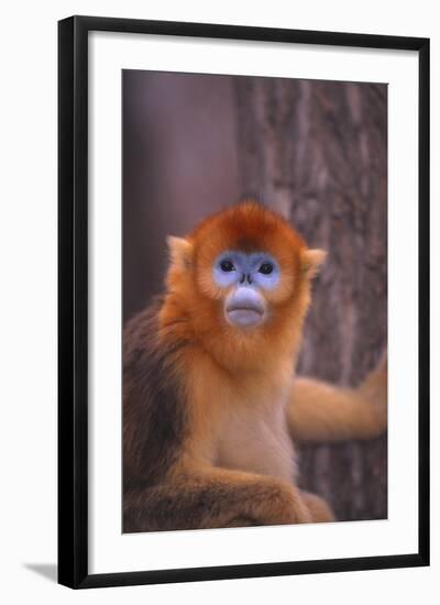 Golden Snub-Nosed Monkey-DLILLC-Framed Photographic Print