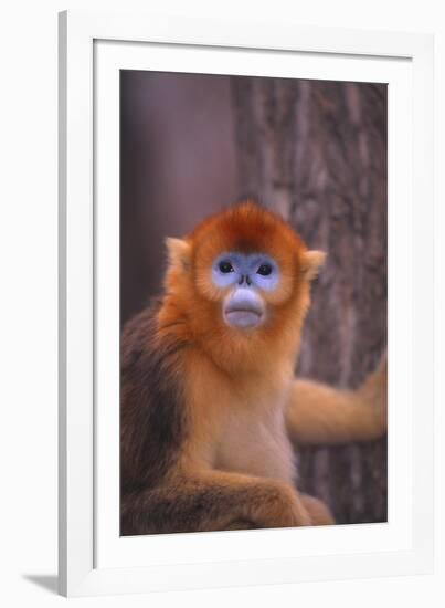 Golden Snub-Nosed Monkey-DLILLC-Framed Photographic Print