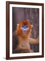 Golden Snub-Nosed Monkey-DLILLC-Framed Photographic Print