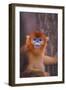 Golden Snub-Nosed Monkey-DLILLC-Framed Photographic Print