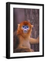 Golden Snub-Nosed Monkey-DLILLC-Framed Photographic Print