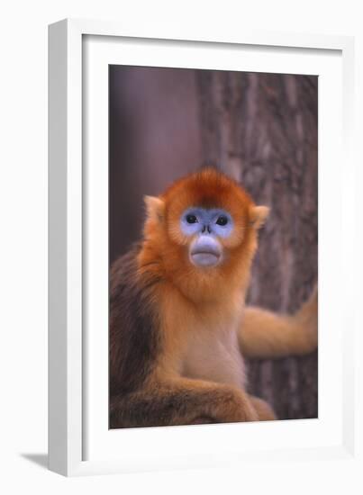 Golden Snub-Nosed Monkey-DLILLC-Framed Photographic Print