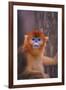 Golden Snub-Nosed Monkey-DLILLC-Framed Photographic Print