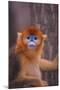 Golden Snub-Nosed Monkey-DLILLC-Mounted Photographic Print