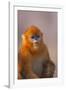 Golden Snub-Nosed Monkey-DLILLC-Framed Photographic Print