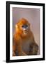 Golden Snub-Nosed Monkey-DLILLC-Framed Photographic Print