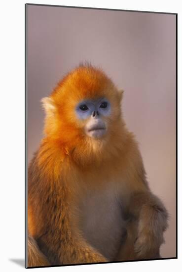 Golden Snub-Nosed Monkey-DLILLC-Mounted Photographic Print