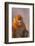 Golden Snub-Nosed Monkey-DLILLC-Framed Photographic Print