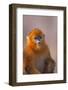 Golden Snub-Nosed Monkey-DLILLC-Framed Photographic Print