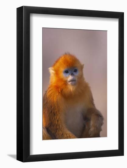 Golden Snub-Nosed Monkey-DLILLC-Framed Photographic Print