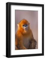 Golden Snub-Nosed Monkey-DLILLC-Framed Photographic Print