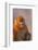 Golden Snub-Nosed Monkey-DLILLC-Framed Photographic Print