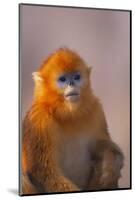 Golden Snub-Nosed Monkey-DLILLC-Mounted Photographic Print