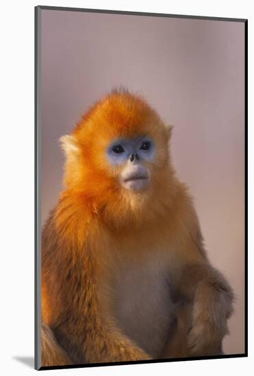 Golden Snub-Nosed Monkey-DLILLC-Mounted Photographic Print