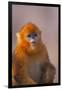 Golden Snub-Nosed Monkey-DLILLC-Framed Photographic Print