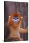 Golden Snub-Nosed Monkey-DLILLC-Stretched Canvas