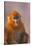 Golden Snub-Nosed Monkey-DLILLC-Stretched Canvas