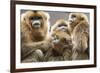 Golden Snub-Nosed Monkeys (Rhinopithecus Roxellana Qinlingensis) Family Group-Florian Möllers-Framed Photographic Print