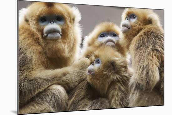 Golden Snub-Nosed Monkeys (Rhinopithecus Roxellana Qinlingensis) Family Group-Florian Möllers-Mounted Photographic Print