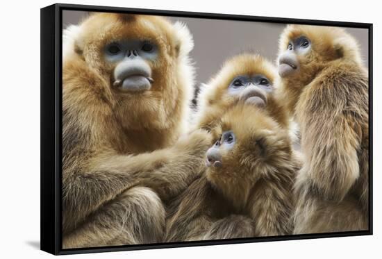 Golden Snub-Nosed Monkeys (Rhinopithecus Roxellana Qinlingensis) Family Group-Florian Möllers-Framed Stretched Canvas