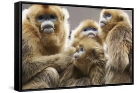 Golden Snub-Nosed Monkeys (Rhinopithecus Roxellana Qinlingensis) Family Group-Florian Möllers-Framed Stretched Canvas