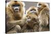 Golden Snub-Nosed Monkeys (Rhinopithecus Roxellana Qinlingensis) Family Group-Florian Möllers-Stretched Canvas