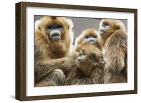 Golden Snub-Nosed Monkeys (Rhinopithecus Roxellana Qinlingensis) Family Group-Florian Möllers-Framed Photographic Print