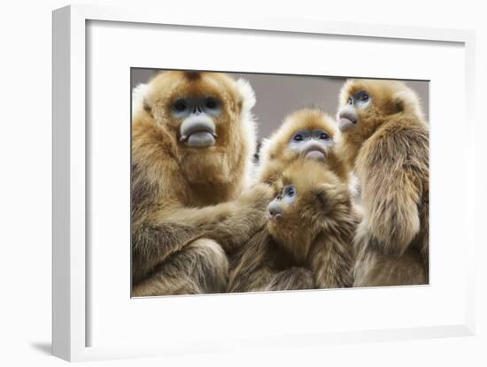 Golden Snub-Nosed Monkeys (Rhinopithecus Roxellana Qinlingensis) Family Group-Florian Möllers-Framed Photographic Print