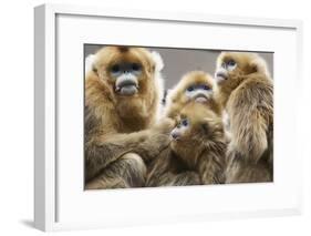 Golden Snub-Nosed Monkeys (Rhinopithecus Roxellana Qinlingensis) Family Group-Florian Möllers-Framed Photographic Print