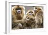 Golden Snub-Nosed Monkeys (Rhinopithecus Roxellana Qinlingensis) Family Group-Florian Möllers-Framed Photographic Print