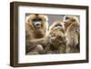 Golden Snub-Nosed Monkeys (Rhinopithecus Roxellana Qinlingensis) Family Group-Florian Möllers-Framed Photographic Print