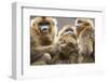 Golden Snub-Nosed Monkeys (Rhinopithecus Roxellana Qinlingensis) Family Group-Florian Möllers-Framed Photographic Print