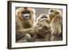 Golden Snub-Nosed Monkeys (Rhinopithecus Roxellana Qinlingensis) Family Group-Florian Möllers-Framed Photographic Print