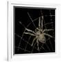 Golden Spider-Color Bakery-Framed Giclee Print