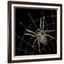 Golden Spider-Color Bakery-Framed Giclee Print