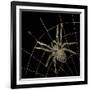 Golden Spider-Color Bakery-Framed Giclee Print