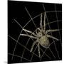 Golden Spider-Color Bakery-Mounted Giclee Print