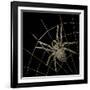 Golden Spider-Color Bakery-Framed Giclee Print