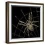 Golden Spider-Color Bakery-Framed Giclee Print