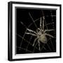 Golden Spider-Color Bakery-Framed Giclee Print