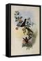 Golden Star-Frontlet, Helianthea Eos-John Gould-Framed Stretched Canvas