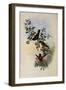 Golden Star-Frontlet, Helianthea Eos-John Gould-Framed Giclee Print