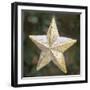 Golden Star with Snow-Cora Niele-Framed Giclee Print