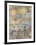 Golden Summer Daisies-Matina Theodosiou-Framed Art Print