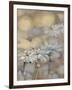 Golden Summer Daisies-Matina Theodosiou-Framed Art Print