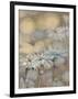 Golden Summer Daisies-Matina Theodosiou-Framed Art Print